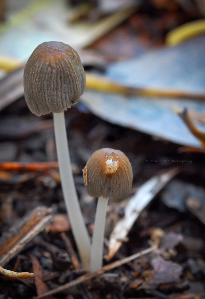 Coprinellus callinus image
