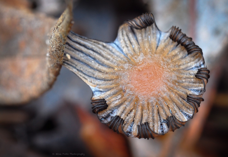 Coprinellus callinus image