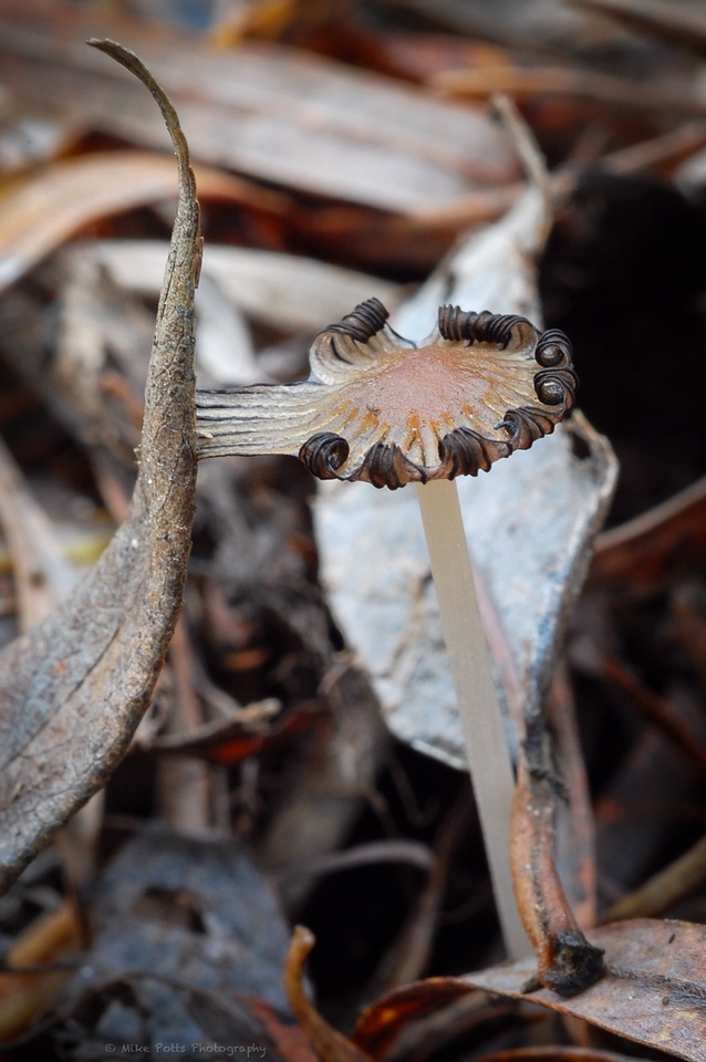 Coprinellus callinus image