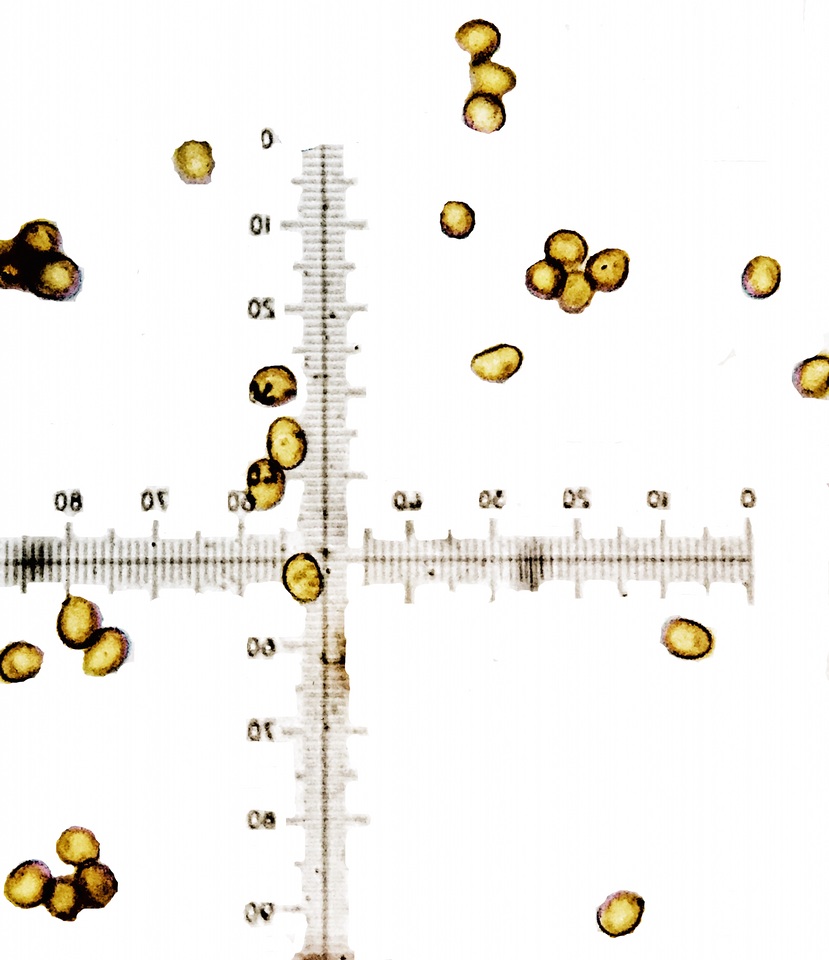 Inocutis rheades image