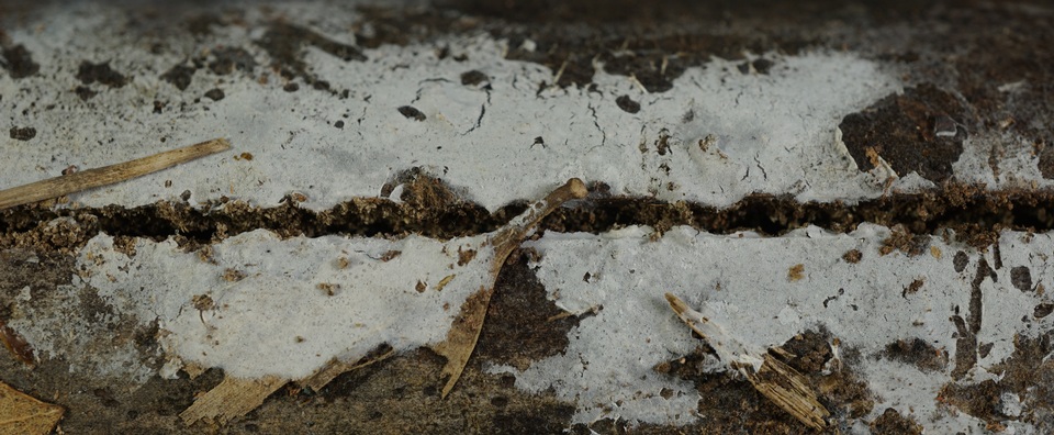 Athelia binucleospora image