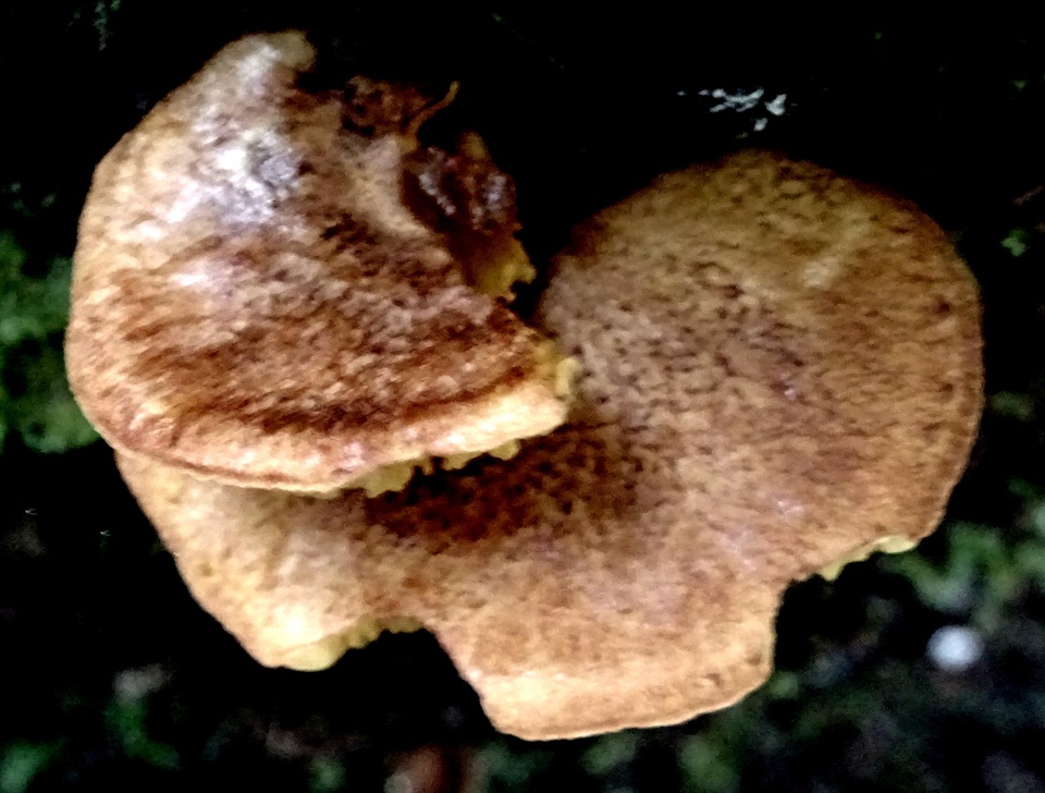 Boletinellus exiguus image