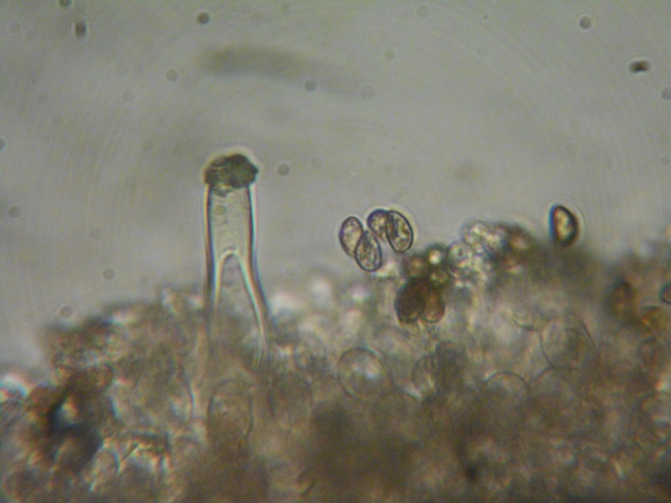 Inocybe fuscidula image