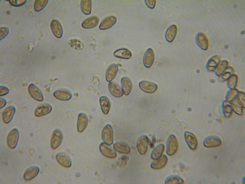Inocybe fuscidula image