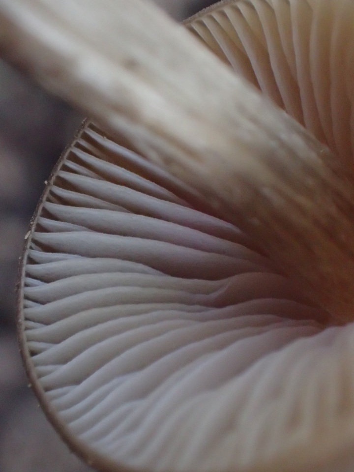 Nolanea clandestina var. clandestina image