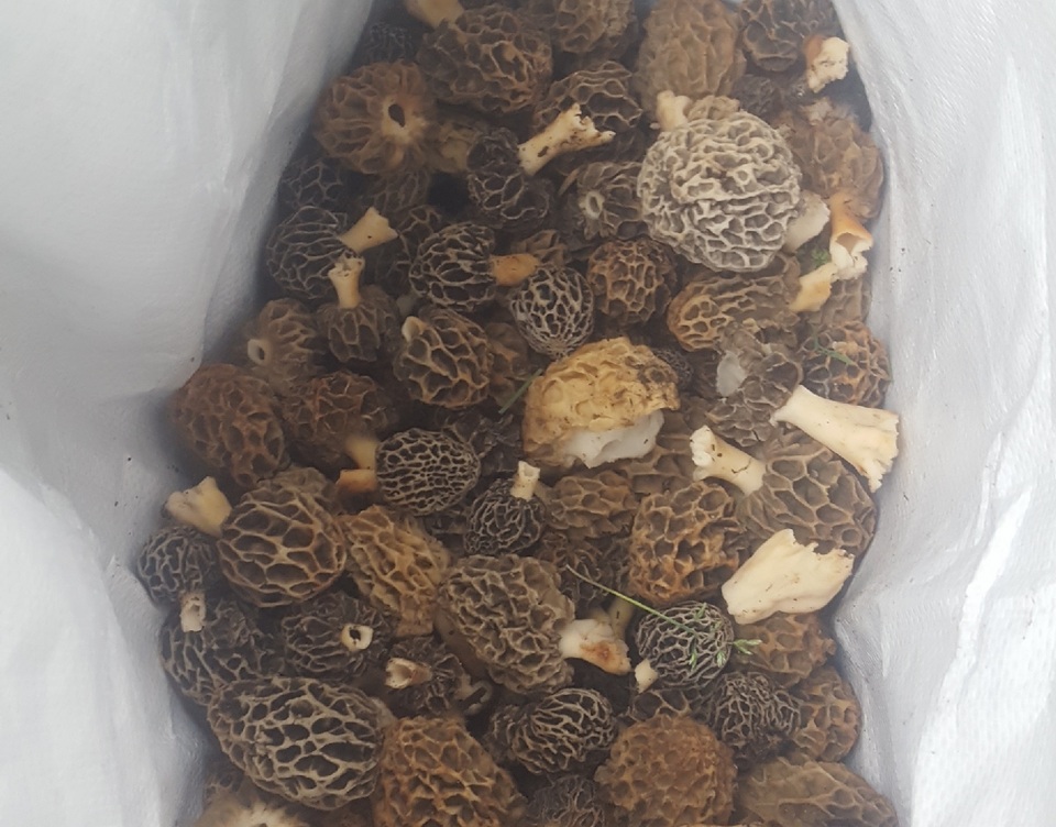 Morchella prava image
