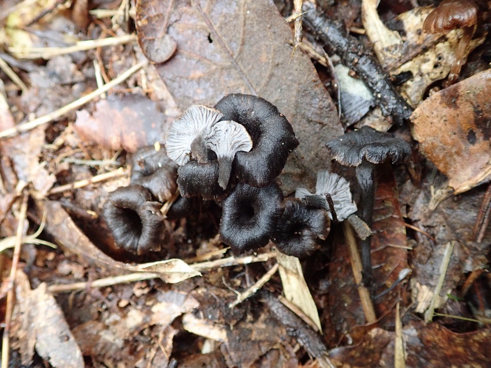 Craterellus boyacensis image