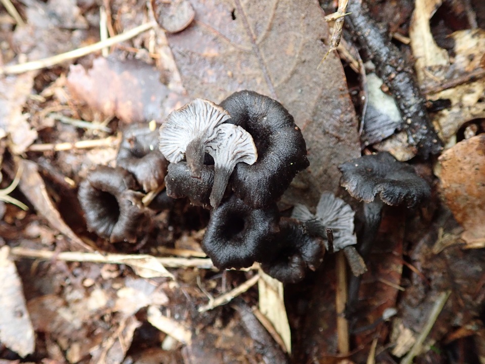 Craterellus boyacensis image
