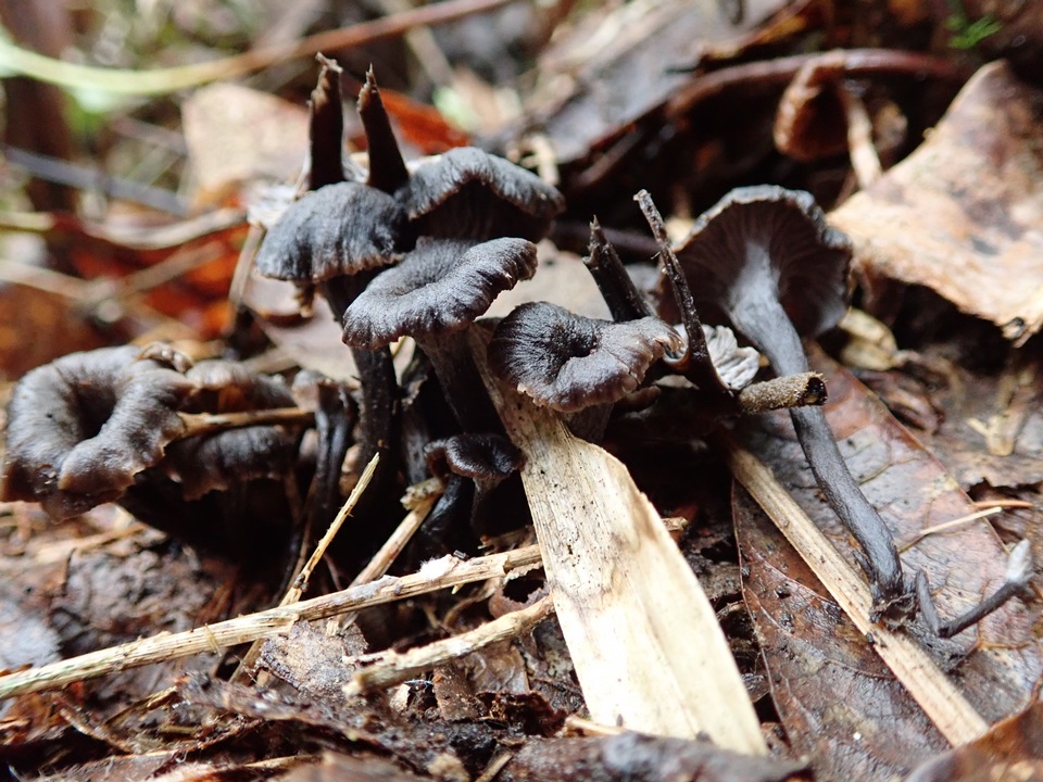 Craterellus boyacensis image