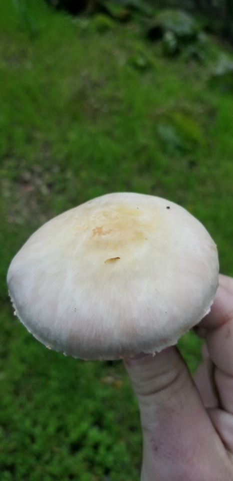 Agaricus kerriganii image