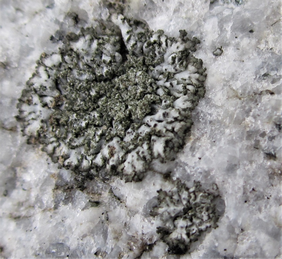 Phaeophyscia sciastra image