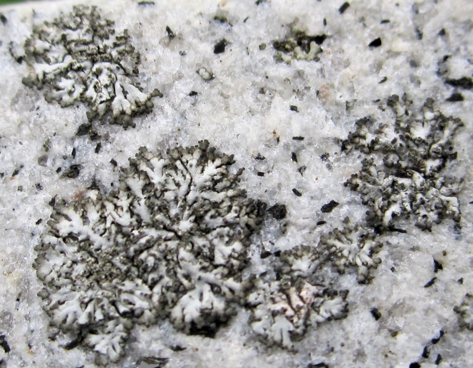 Phaeophyscia sciastra image