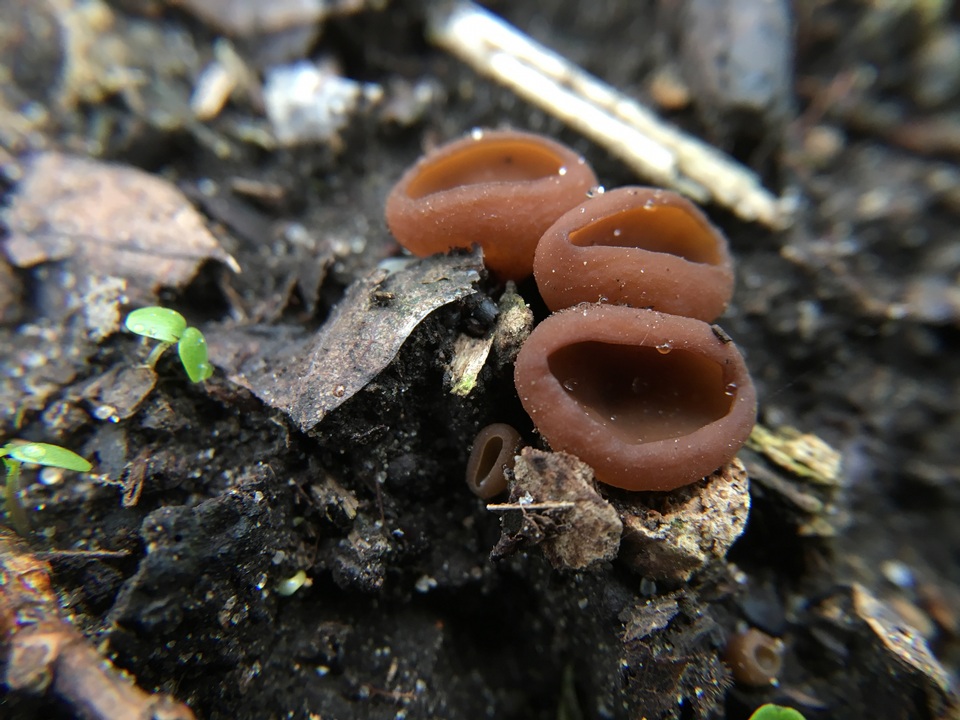 Stromatinia rapulum image