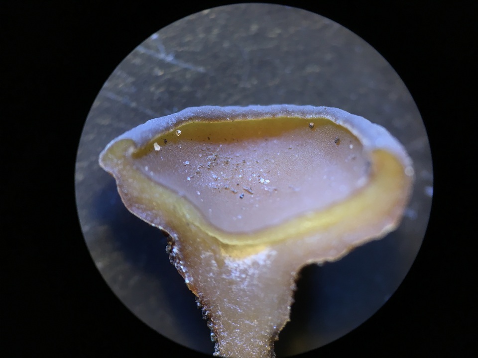 Stromatinia image