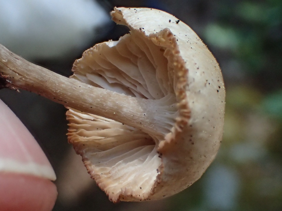 Clitocybe elegantula image
