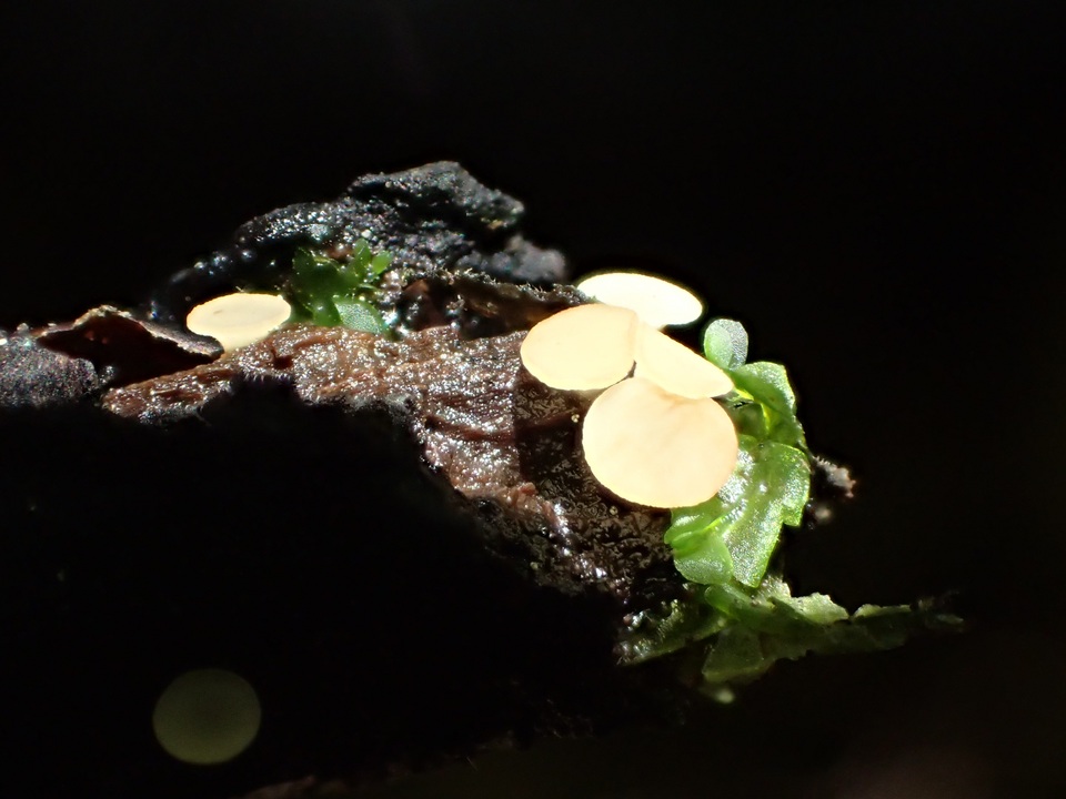 Hymenoscyphus imberbis image