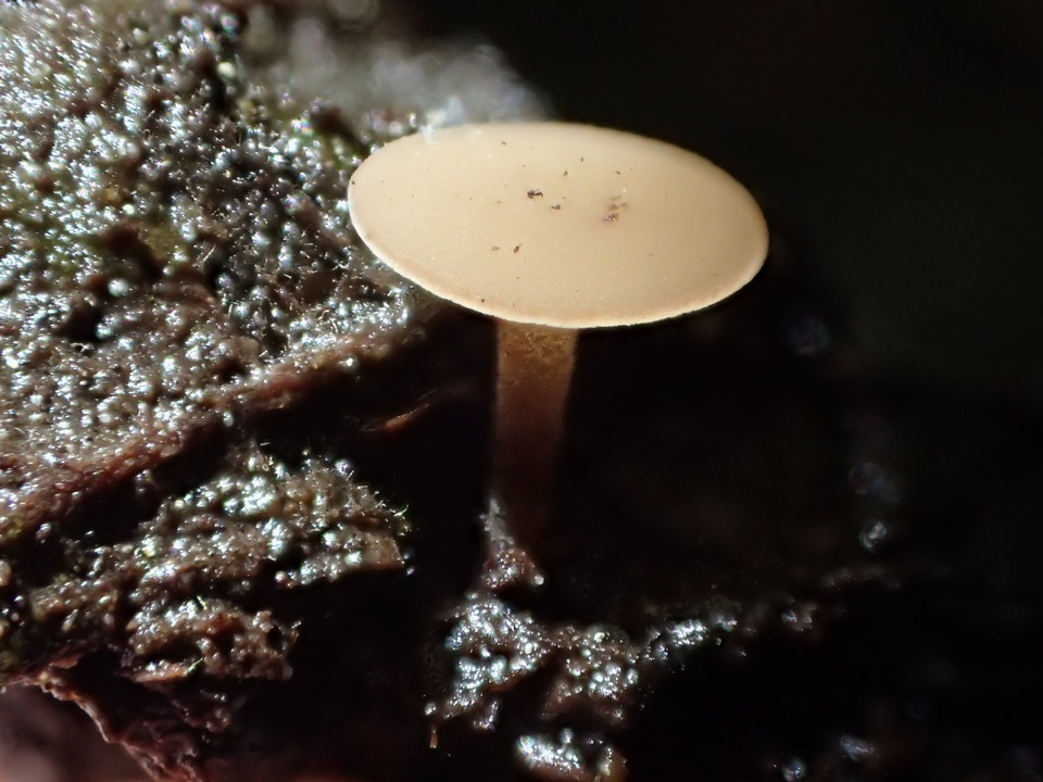 Rutstroemia conformata image