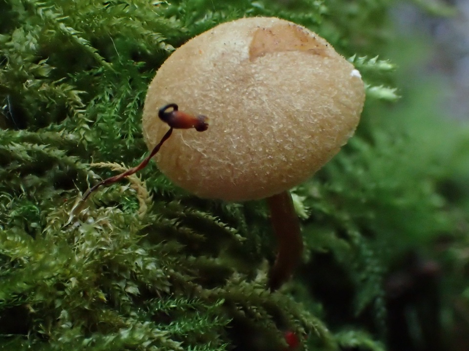Naucoria luteolofibrillosa image