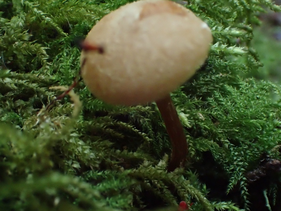 Naucoria luteolofibrillosa image