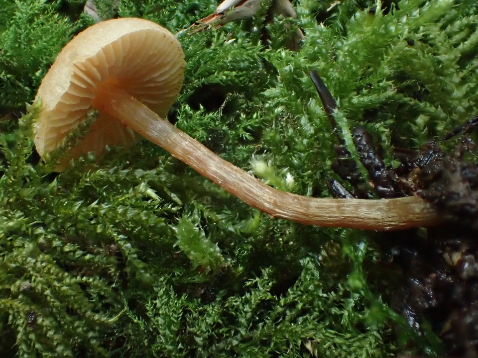 Naucoria luteolofibrillosa image