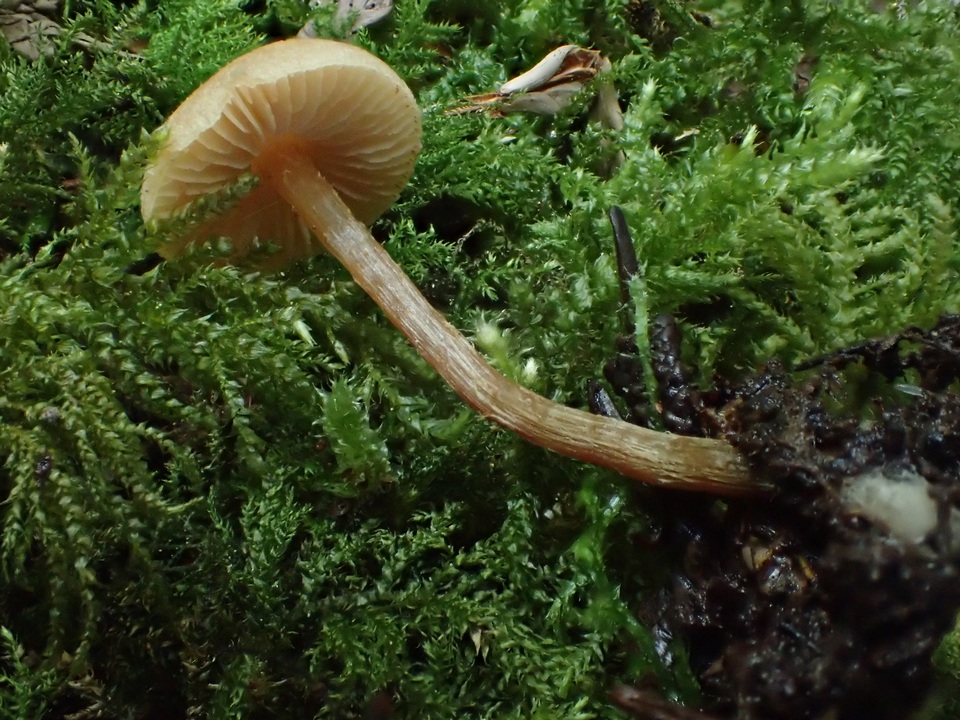 Naucoria luteolofibrillosa image