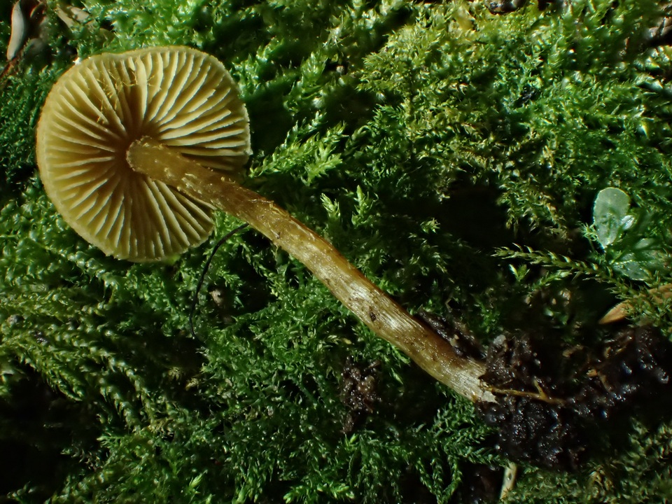 Naucoria luteolofibrillosa image