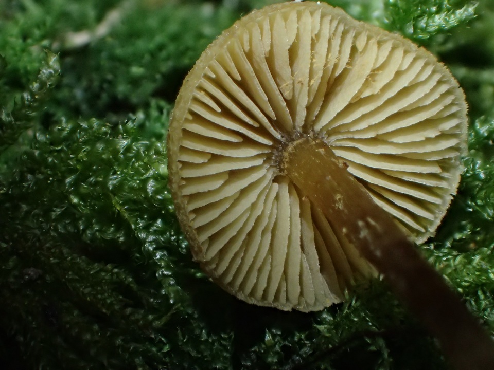 Naucoria luteolofibrillosa image