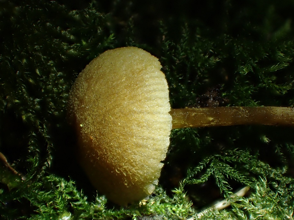 Naucoria luteolofibrillosa image