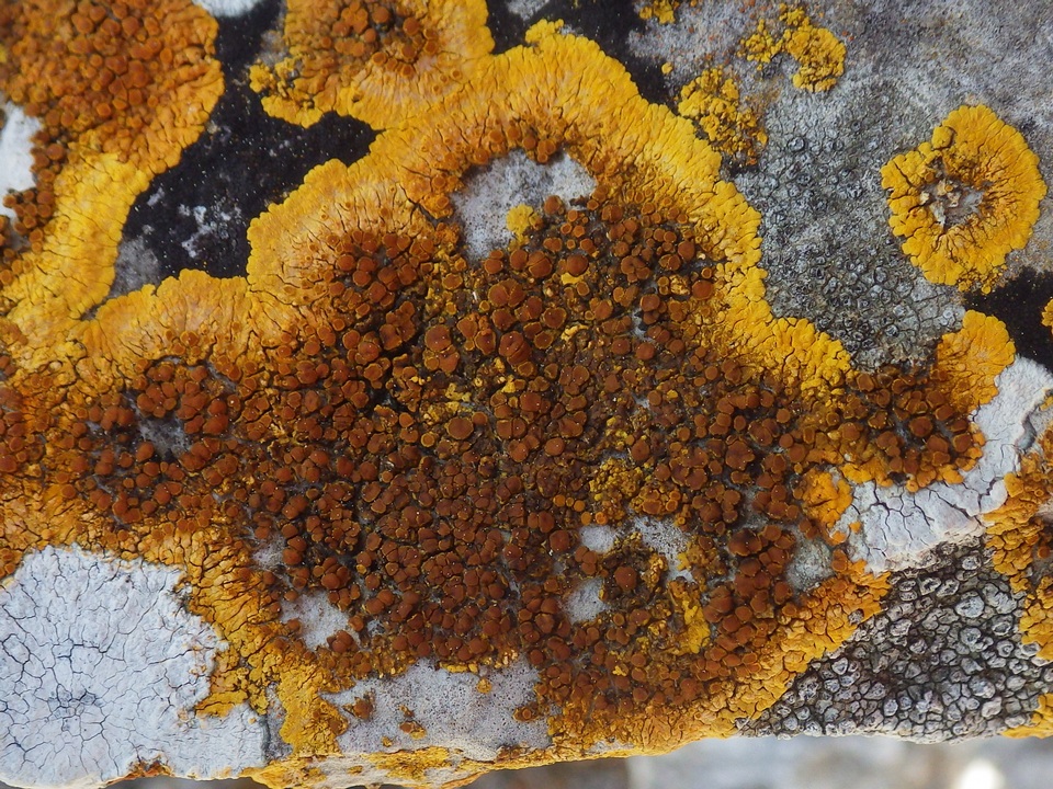 Caloplaca aurantia image