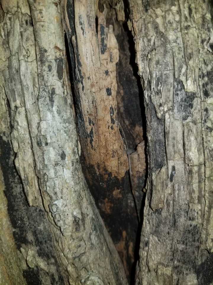 Hysterobrevium mori image