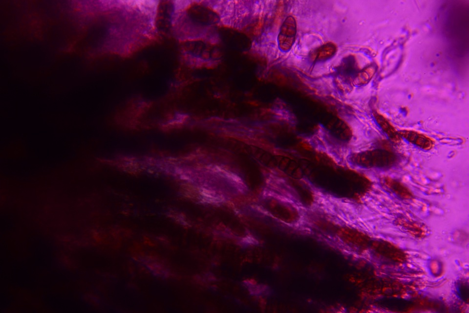Hysterobrevium mori image