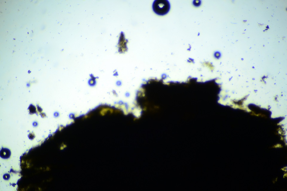 Hysterobrevium mori image