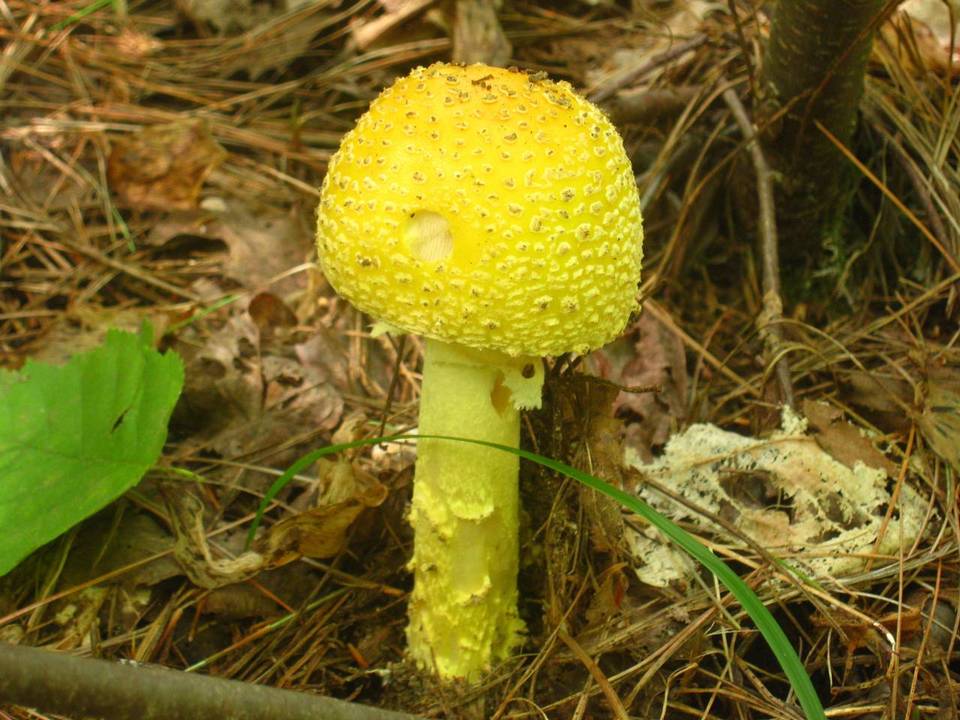 Amanita amerimuscaria image