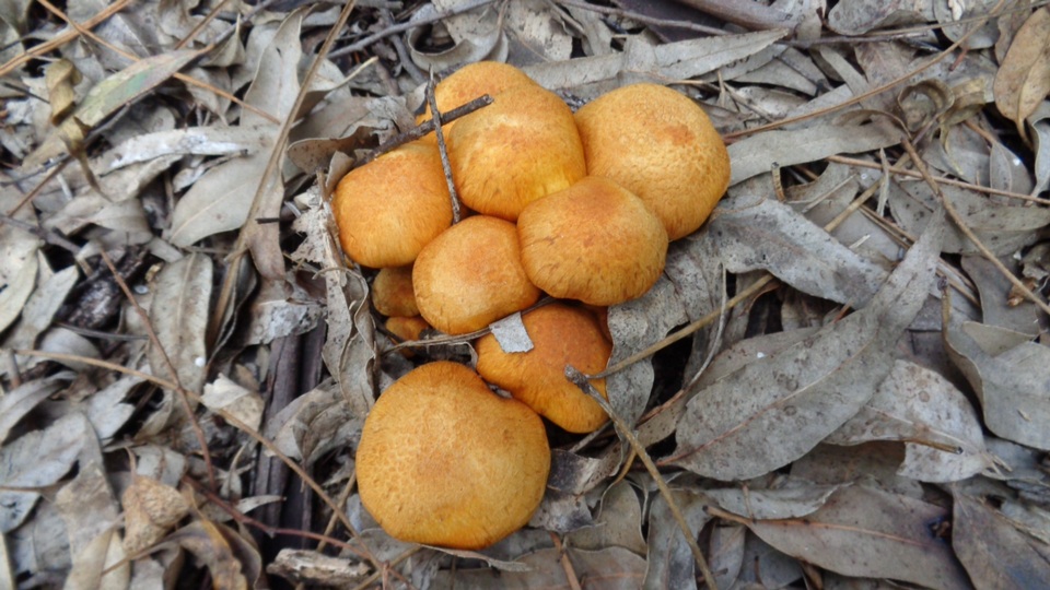 Pseudogymnopilus pampeanus image