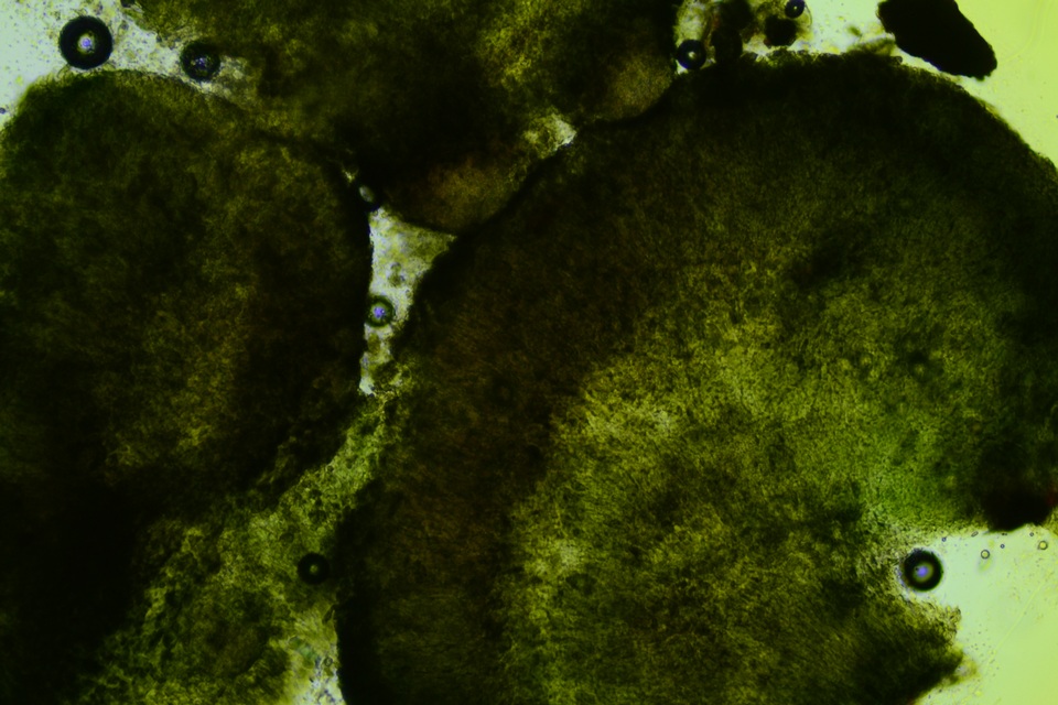 Claussenomyces olivaceus image