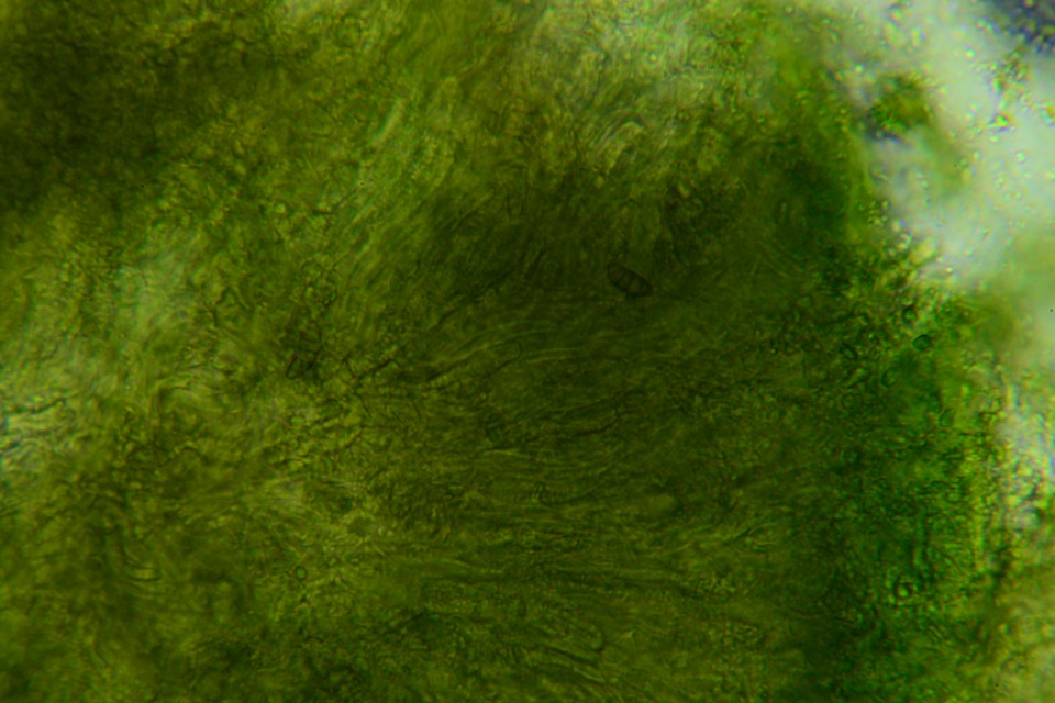 Claussenomyces olivaceus image