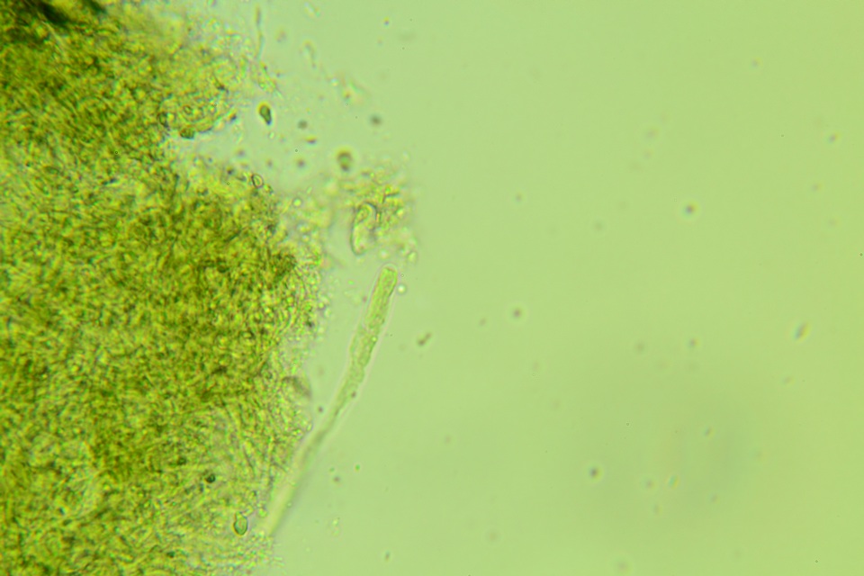 Claussenomyces olivaceus image