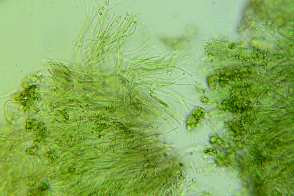 Claussenomyces olivaceus image