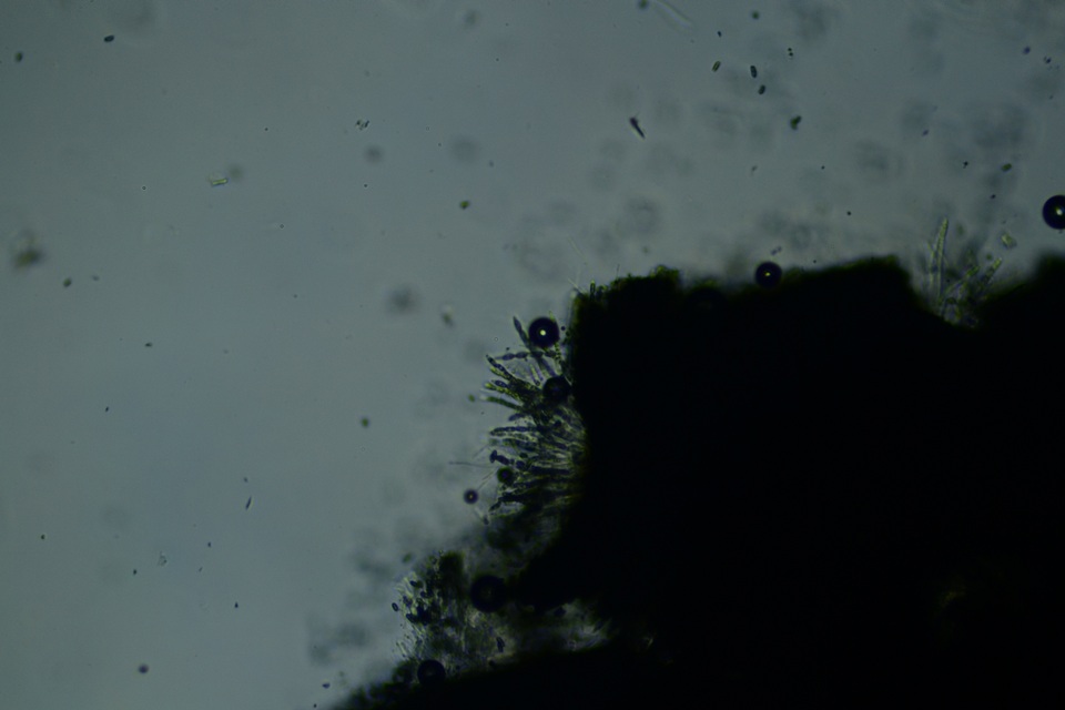 Nemania beaumontii image