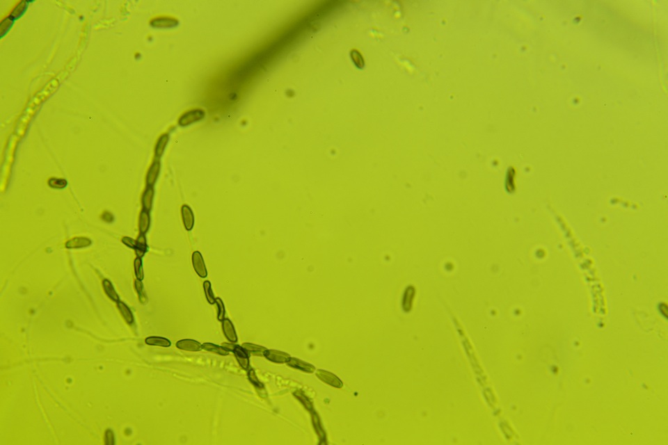 Nemania beaumontii image