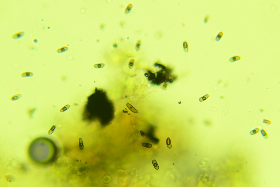 Nemania beaumontii image