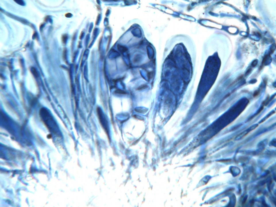 Caloplaca pyracea image