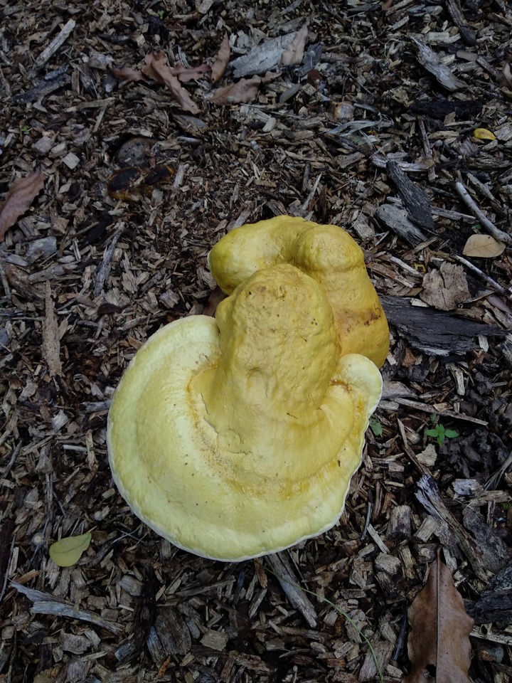 Ganoderma colossus image