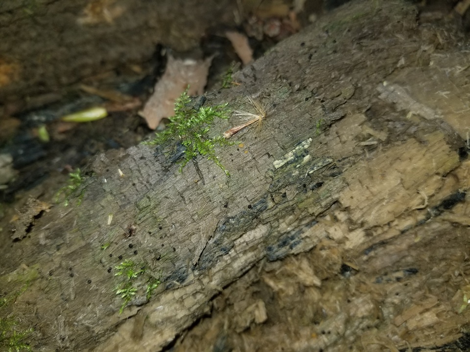 Sphaerosporium lignatile image
