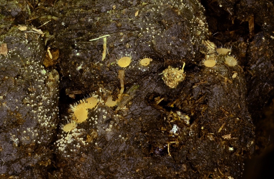 Lasiobolus intermedius image