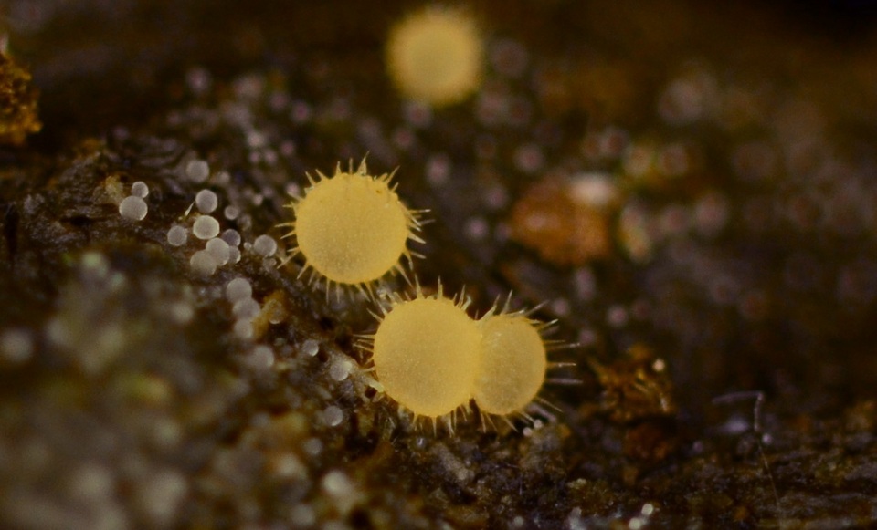 Lasiobolus intermedius image