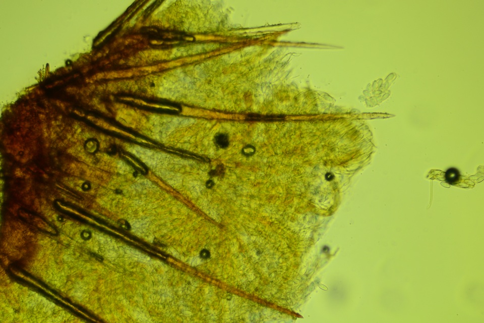Lasiobolus intermedius image