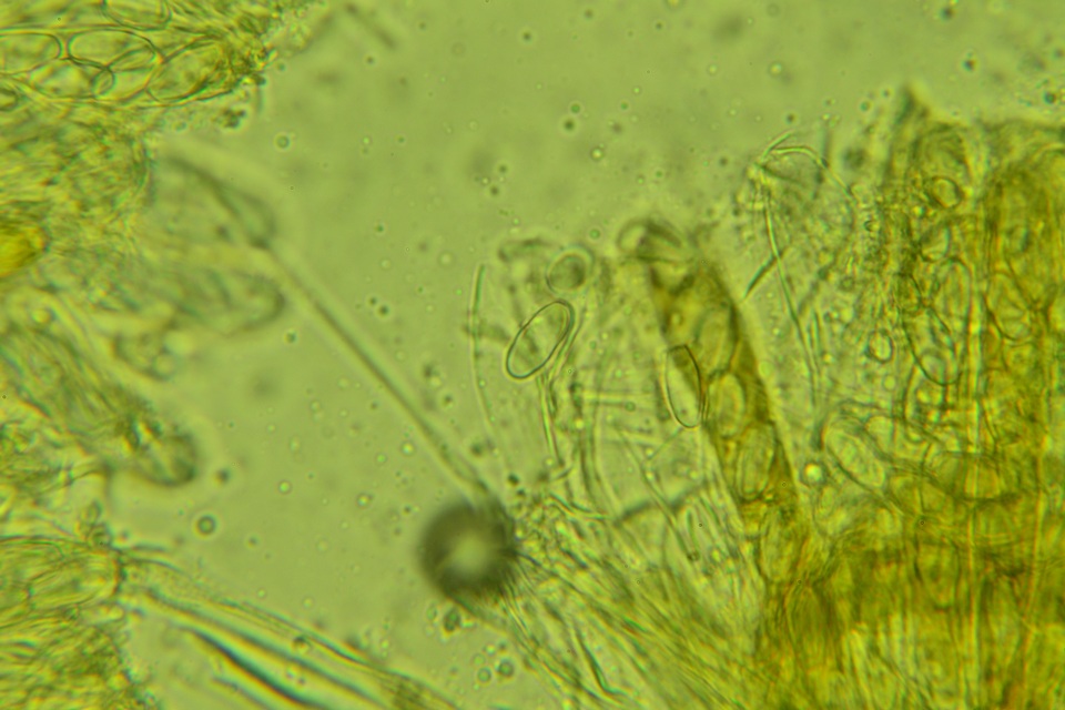 Lasiobolus intermedius image