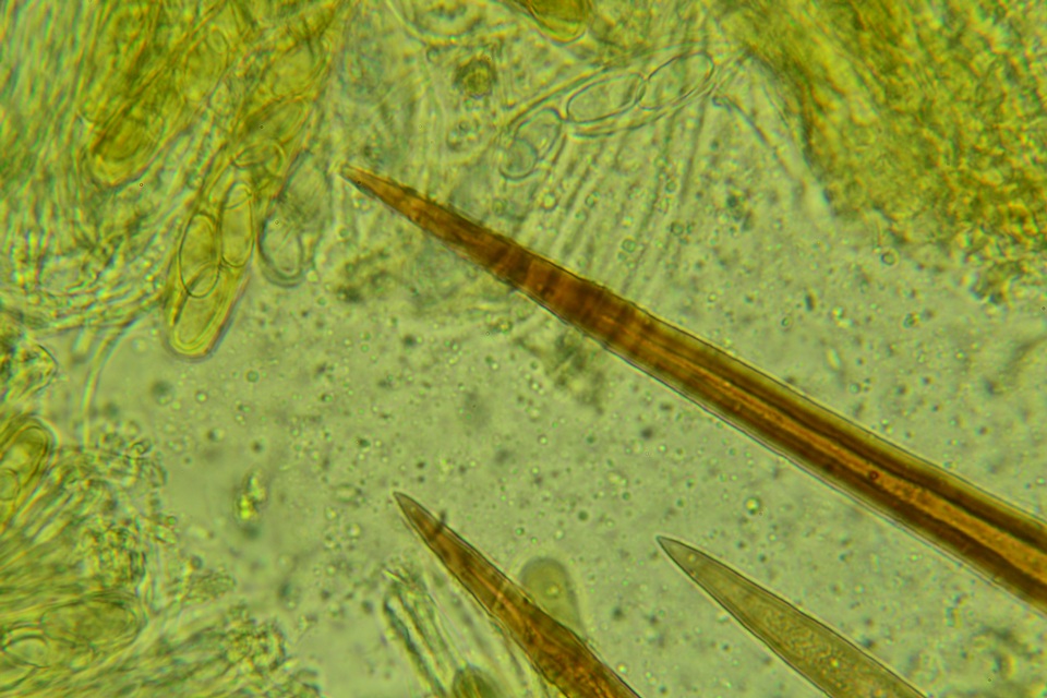 Lasiobolus intermedius image