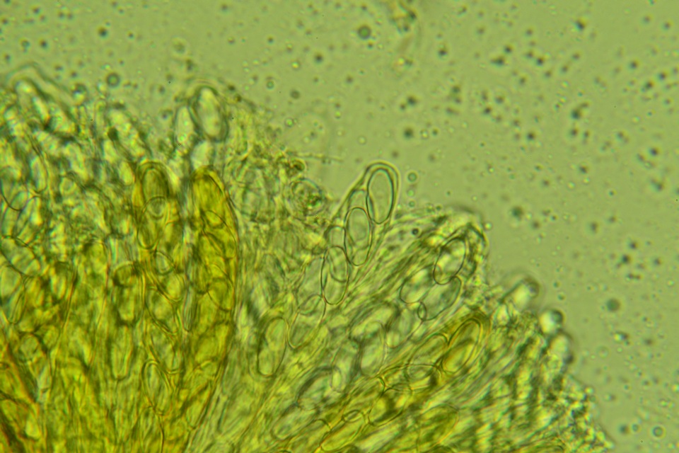 Lasiobolus intermedius image